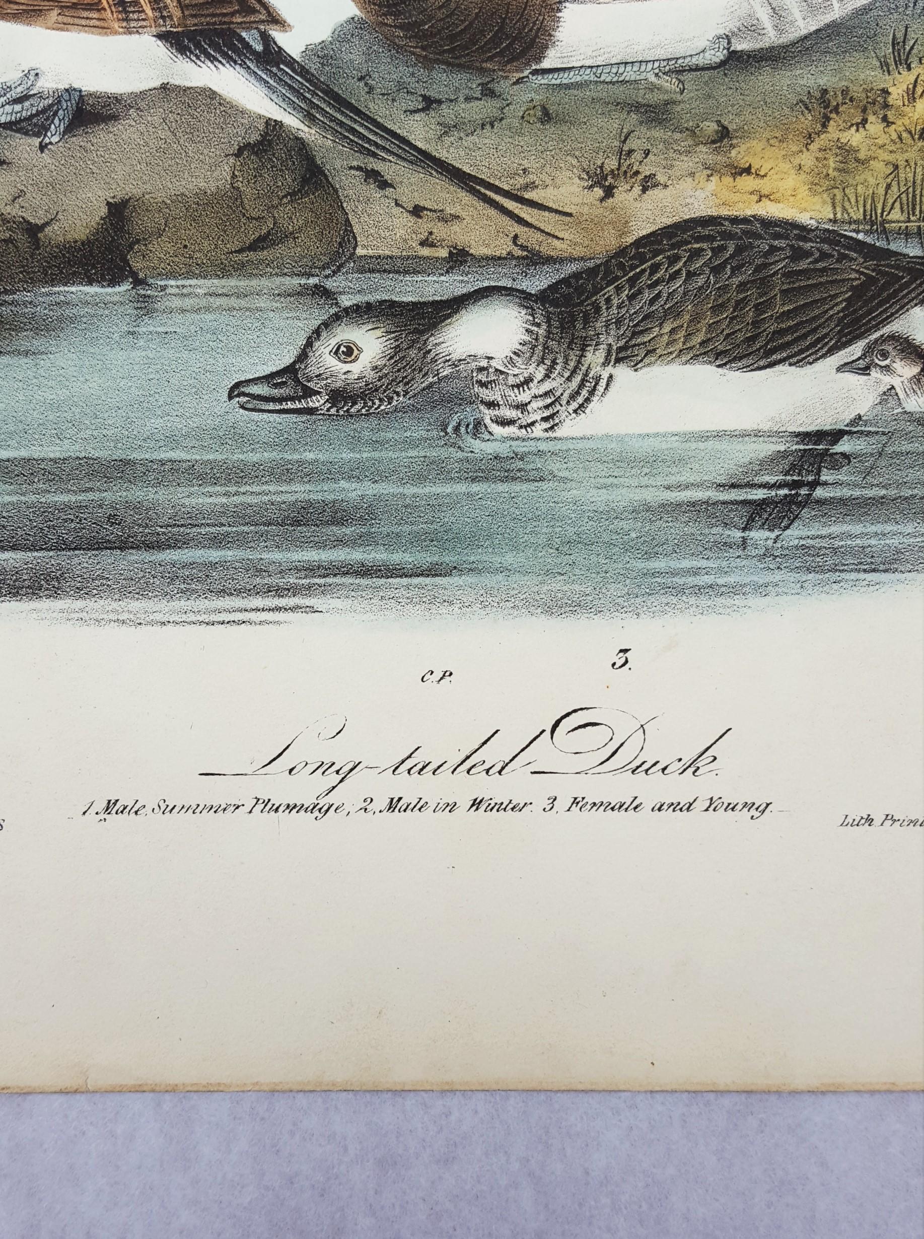 Long-tailed Duck 3