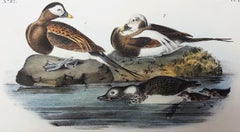 Antique Long-tailed Duck