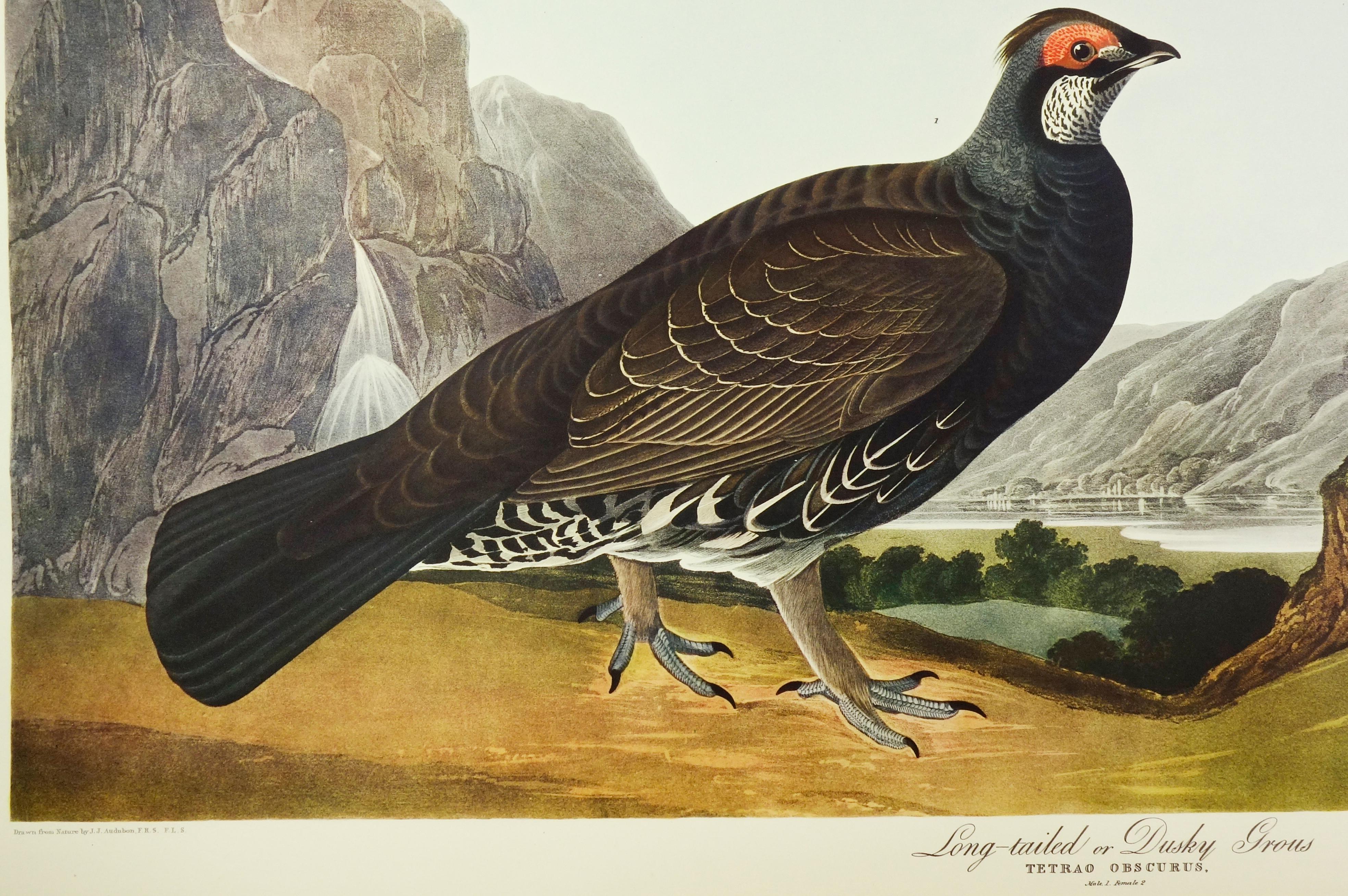 Long-Tailed or Dusky Gros - Realist Print by John James Audubon