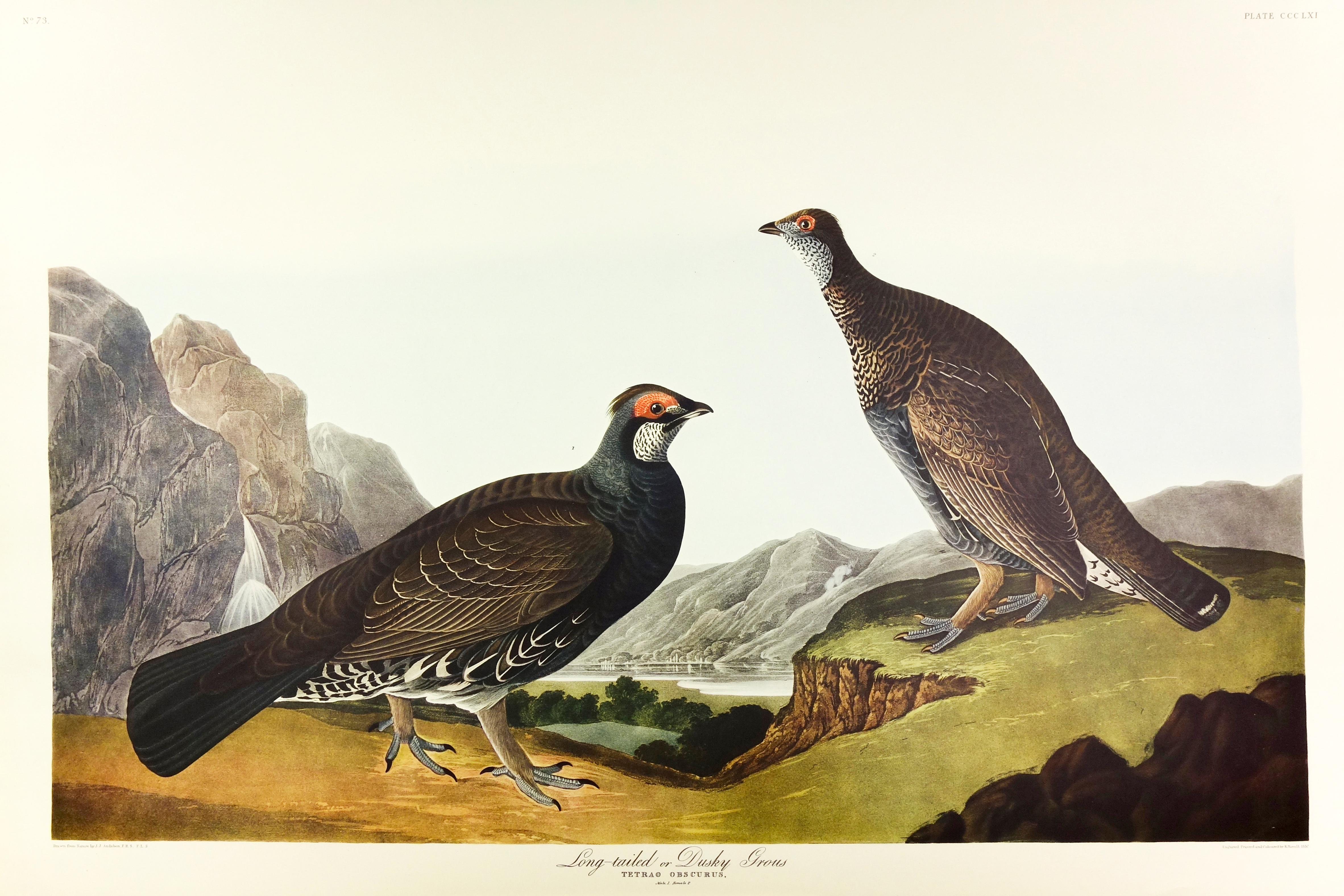 John James Audubon Animal Print - Long-Tailed or Dusky Gros