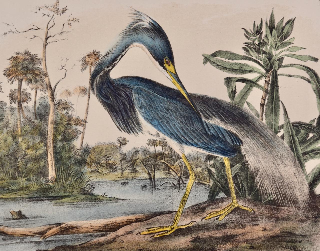 Louisiana Heron: An Original 19th C. Audubon Hand-colored Bird Lithograph - Print by John James Audubon