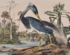 Louisiana Heron: An Original 19th C. Audubon Hand-colored Bird Lithograph