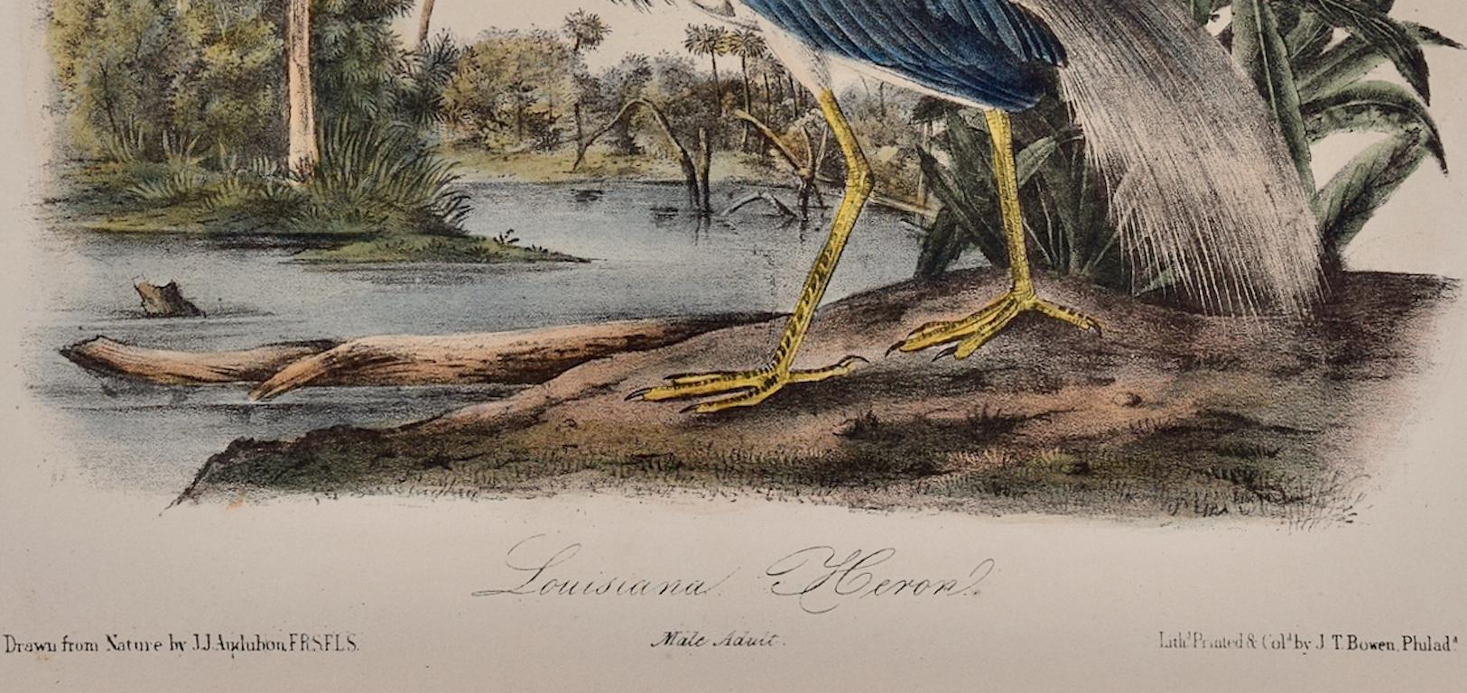 Il s'agit d'une lithographie originale en couleurs de John James Audubon intitulée 