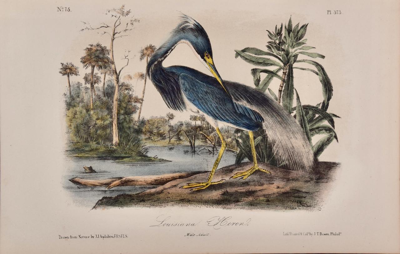 John James Audubon Animal Print - Louisiana Heron: An Original 19th C. Audubon Hand-colored Bird Lithograph
