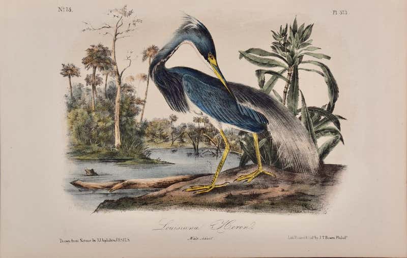 John James Audubon Louisiana Heron An Original 19th C Audubon Hand Colored Bird Lithograph