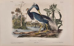 Antique Louisiana Heron: An Original 19th C. Audubon Hand-colored Bird Lithograph