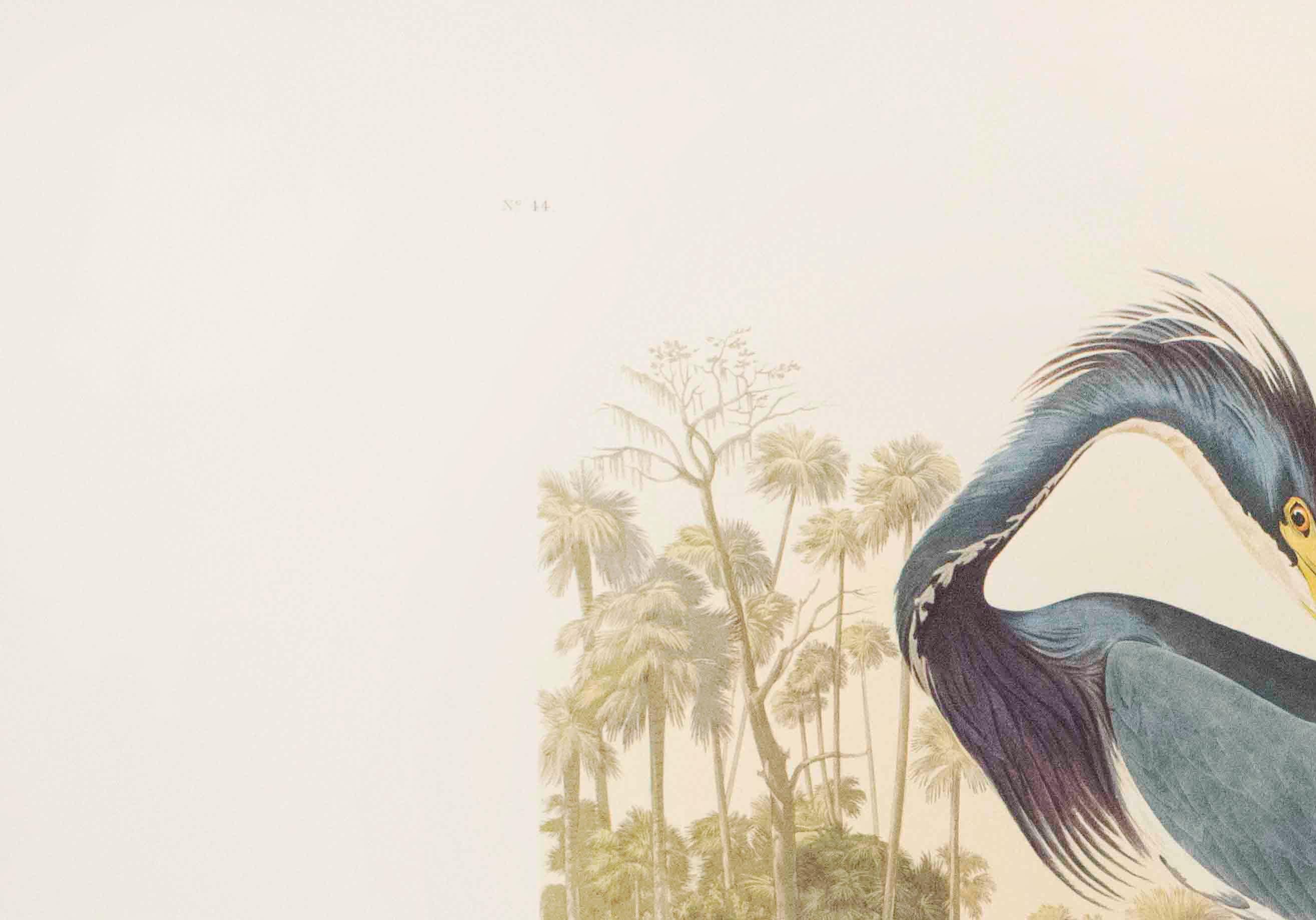 Louisianna Heron, Edition Pl. 217 - Print by After John James Audubon