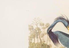 Louisianna Heron, Edition Pl. 217