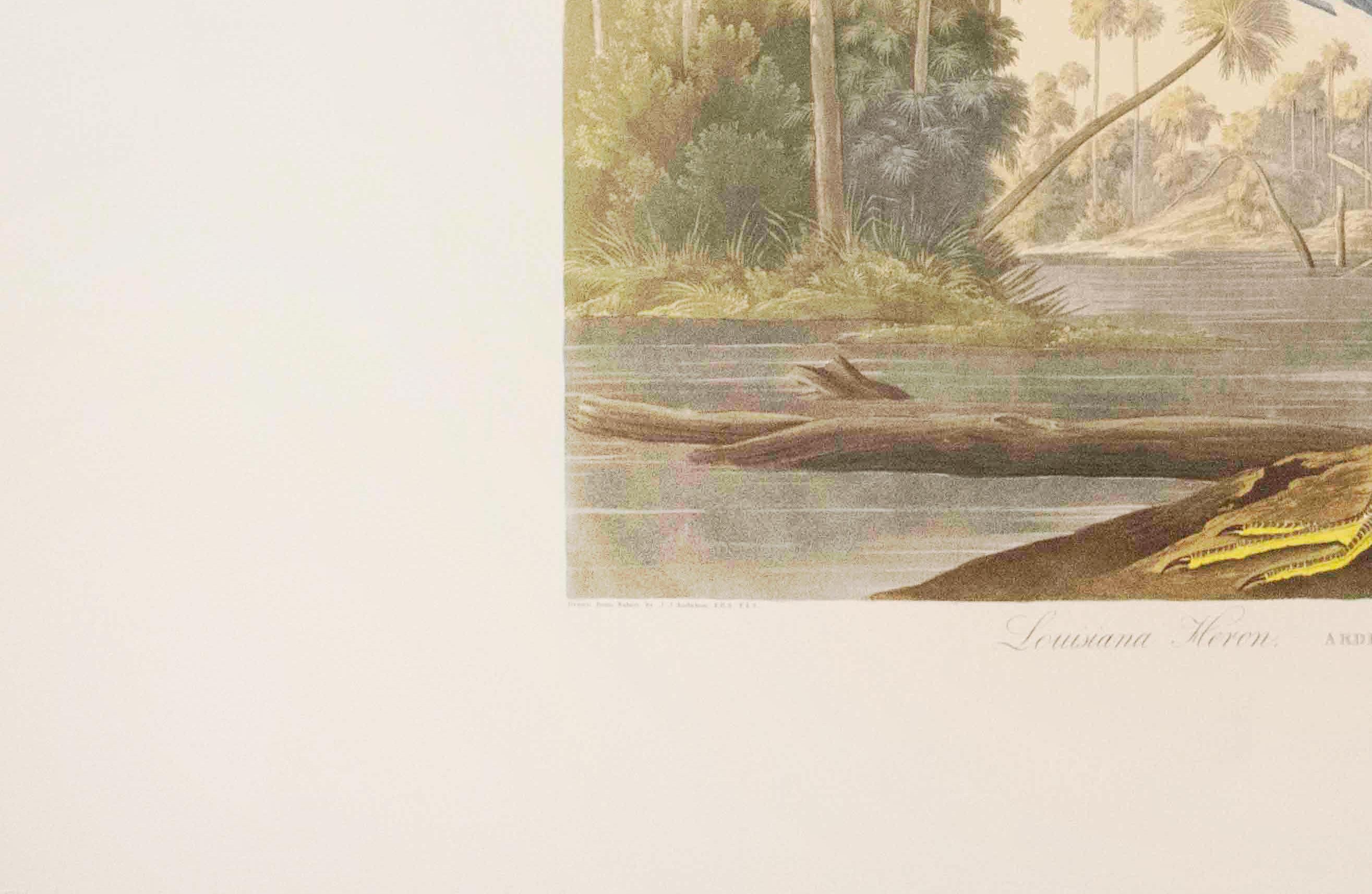 Die Ausgabe Nr. 217 von Louisianna Heron (Beige), Print, von After John James Audubon