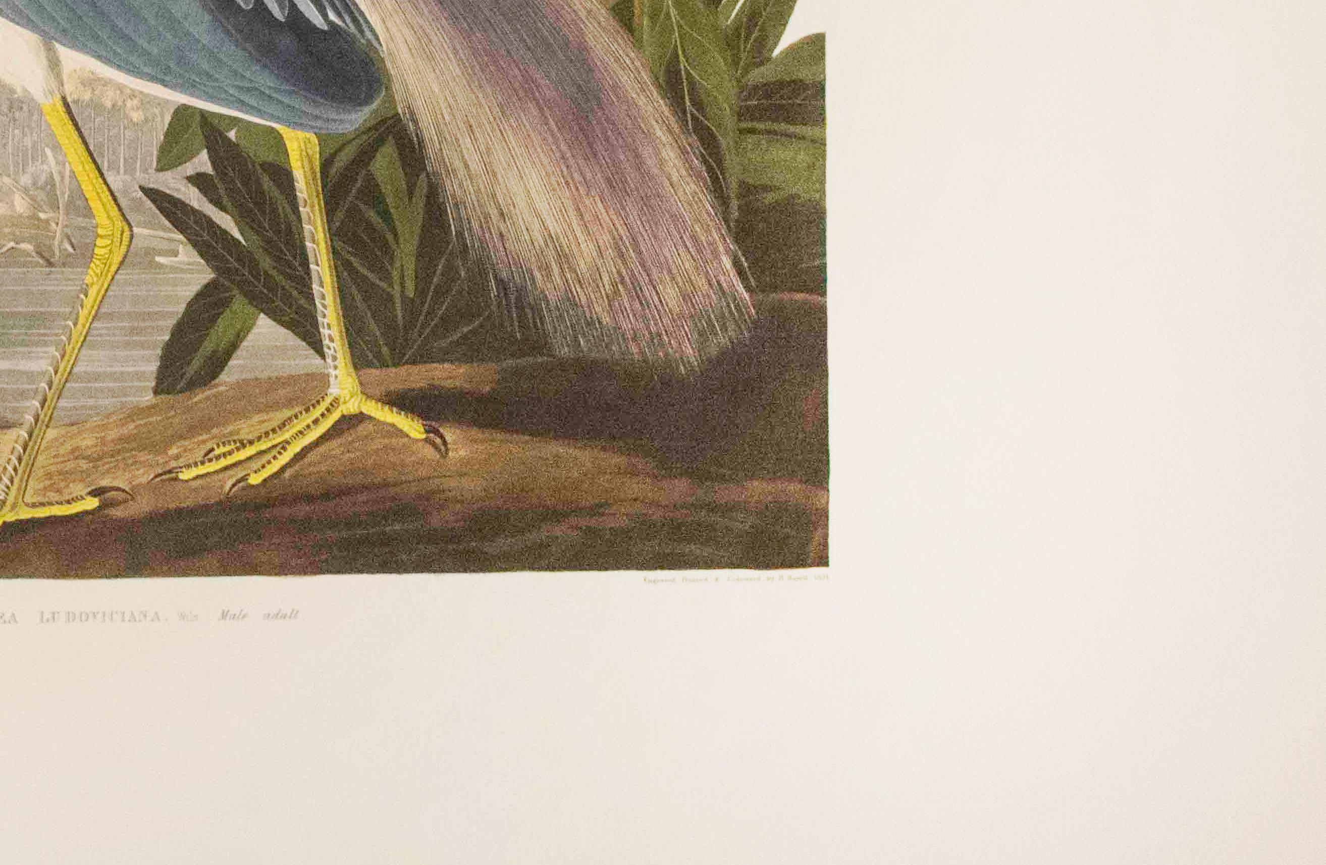 Dieses Werk ist eine Lithographie aus einer Mappe mit Audubons fünfzig besten Aquarellen, die 1999 von Joel Oppenheimer und dem Field Museum veröffentlicht wurde. Diese Kollektion enthält fünfzig der besten Vogel-Aquarelle von John James Audubon,