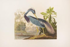 Retro Louisianna Heron, Edition Pl. 217