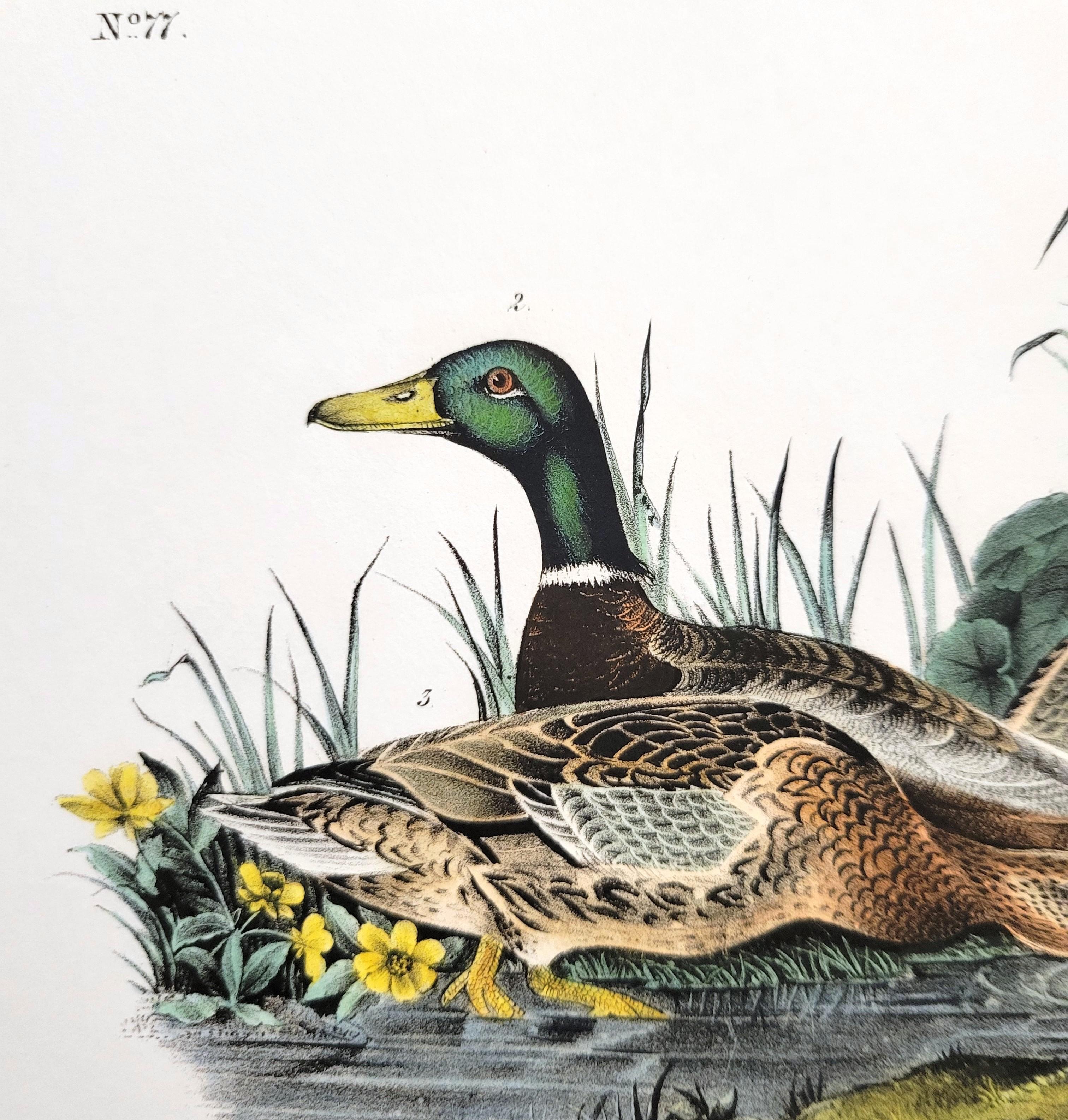 Canard colvert /// John James Audubon Canards Oiseau d'eau Ornithologie Lithographie Art en vente 9