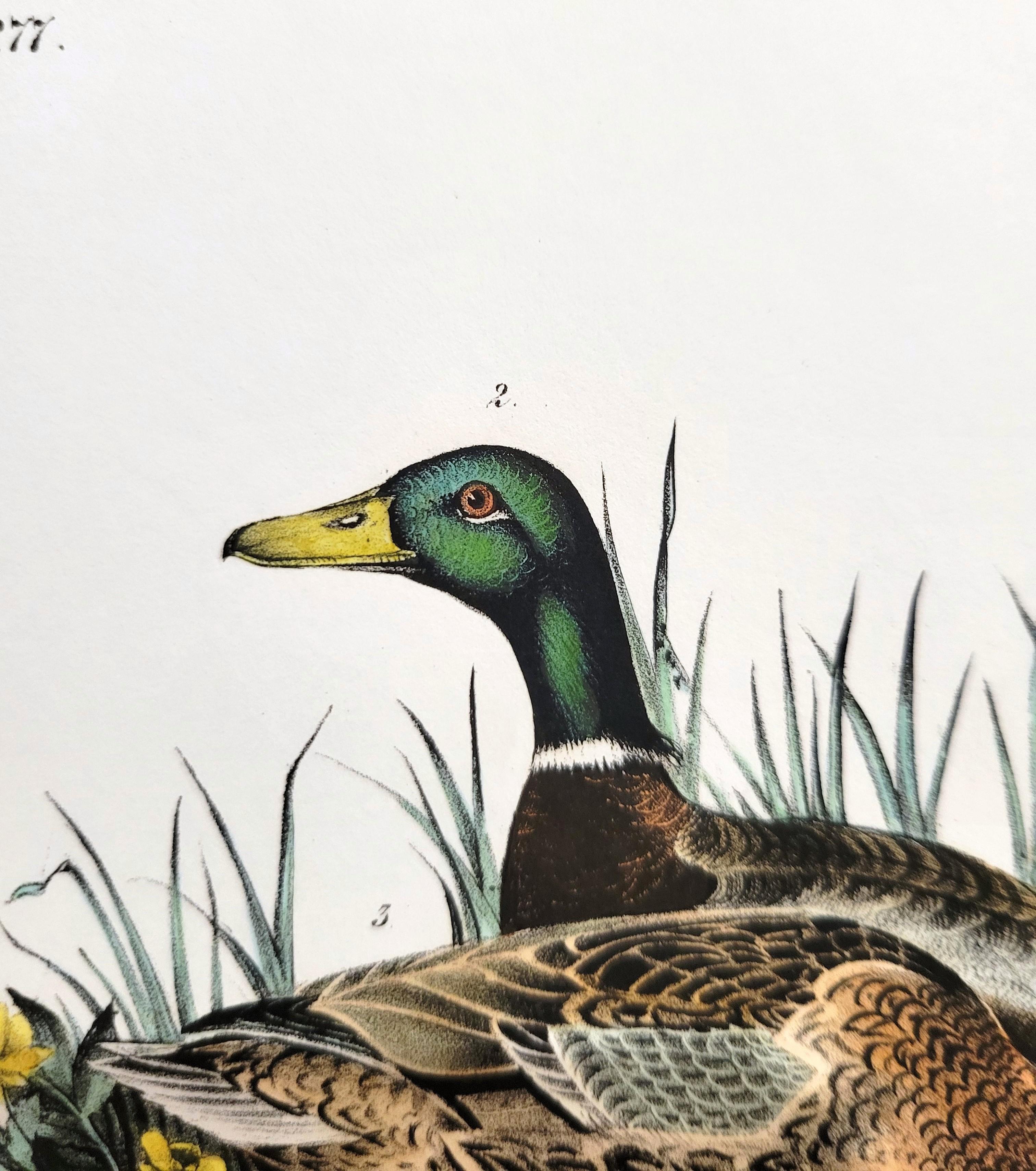 Canard colvert /// John James Audubon Canards Oiseau d'eau Ornithologie Lithographie Art en vente 10