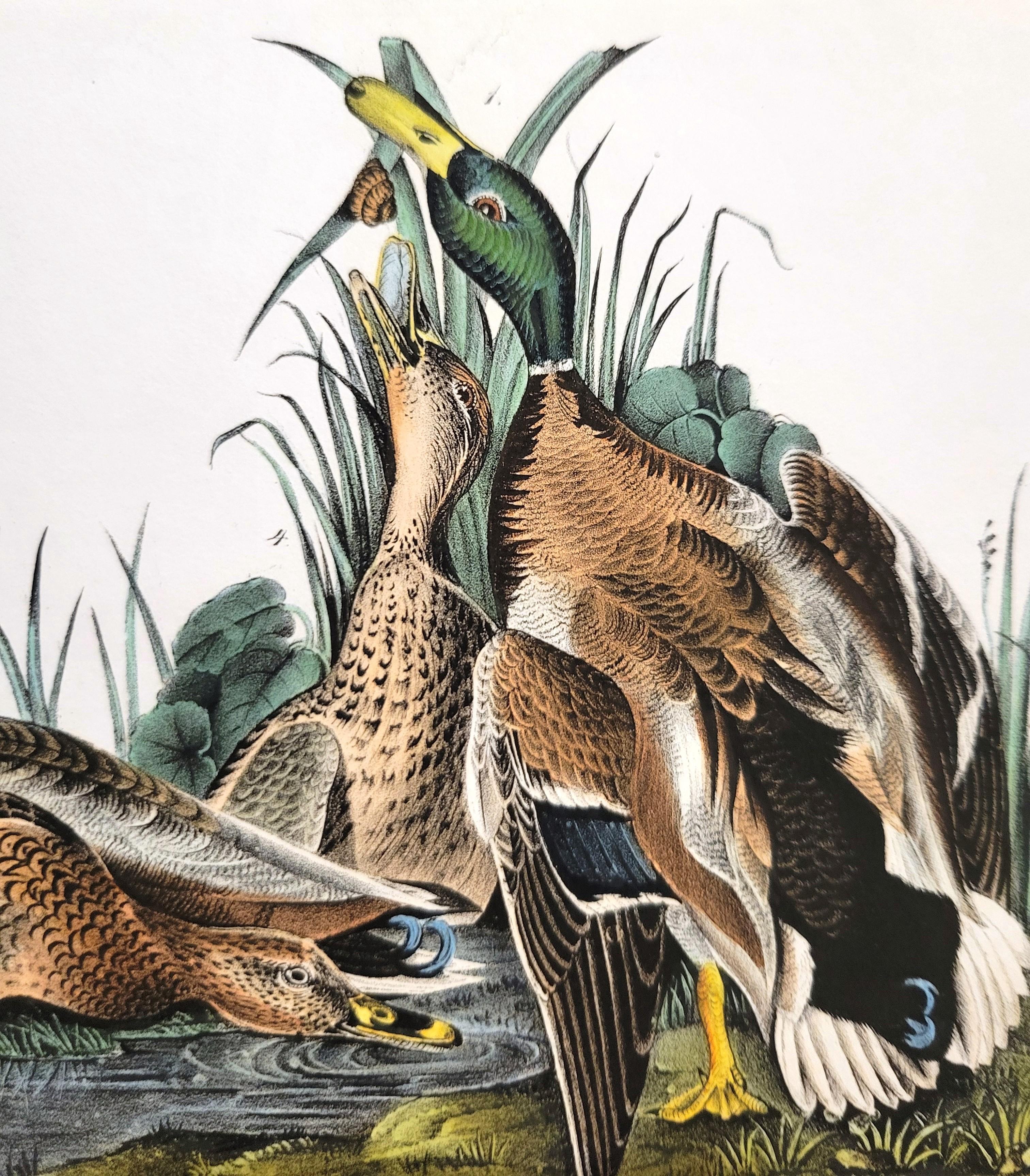 Canard colvert /// John James Audubon Canards Oiseau d'eau Ornithologie Lithographie Art en vente 11