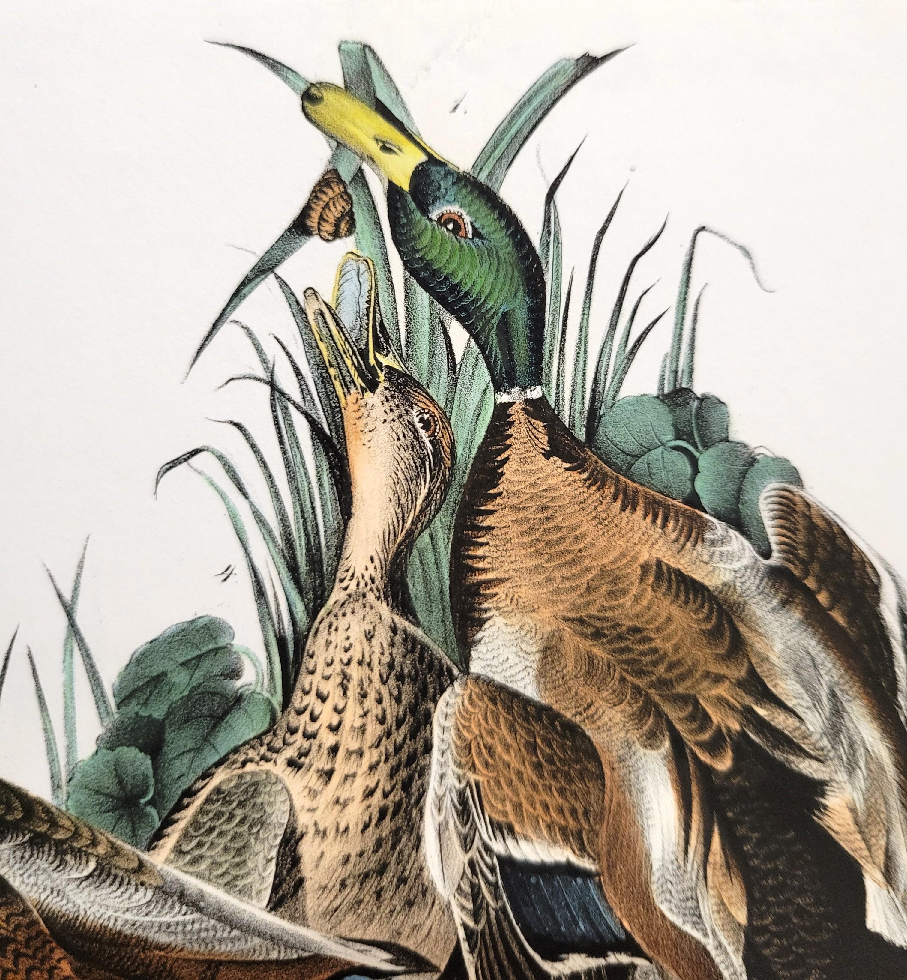 Canard colvert /// John James Audubon Canards Oiseau d'eau Ornithologie Lithographie Art en vente 12