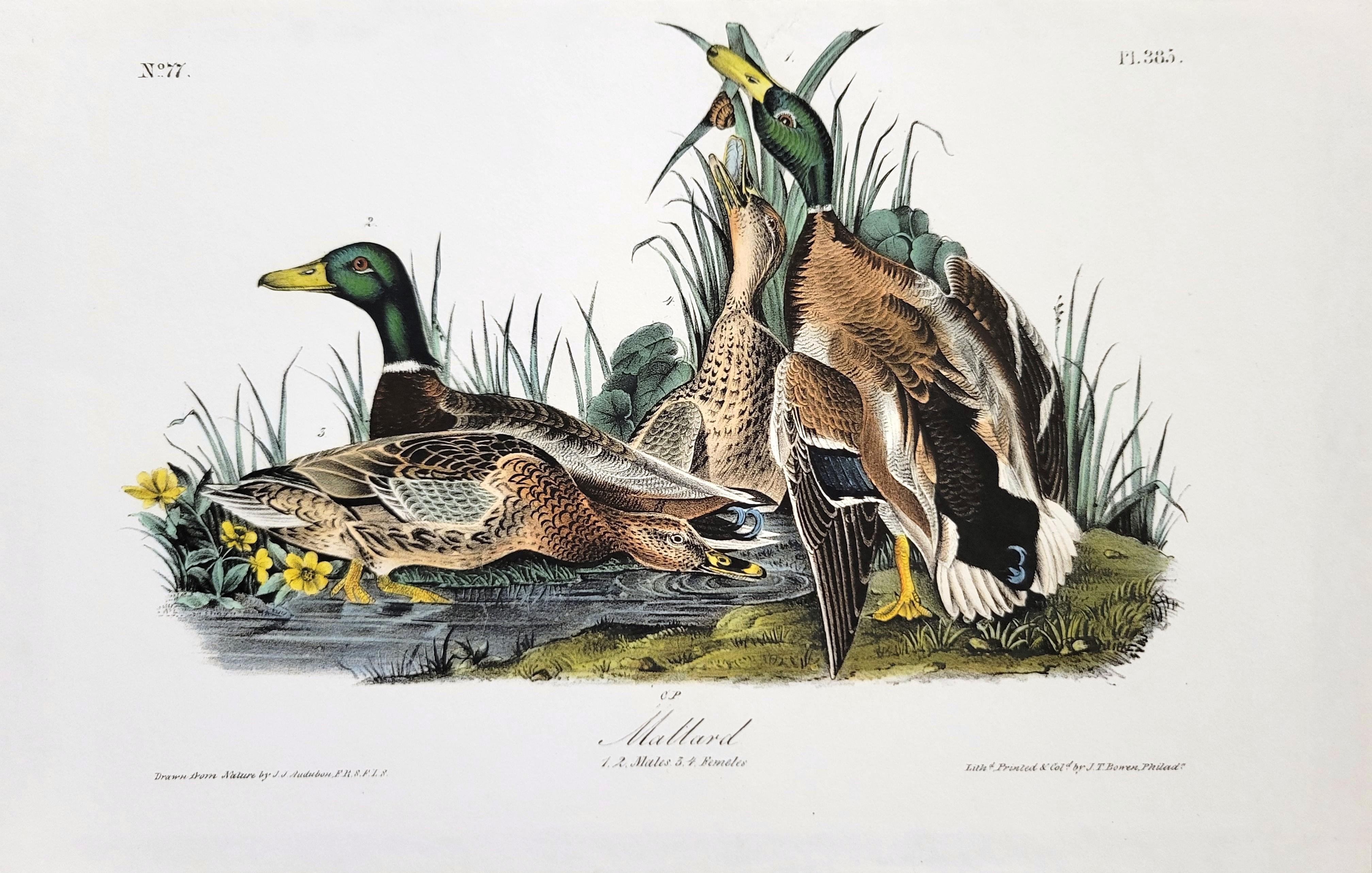 Canard colvert /// John James Audubon Canards Oiseau d'eau Ornithologie Lithographie Art en vente 1