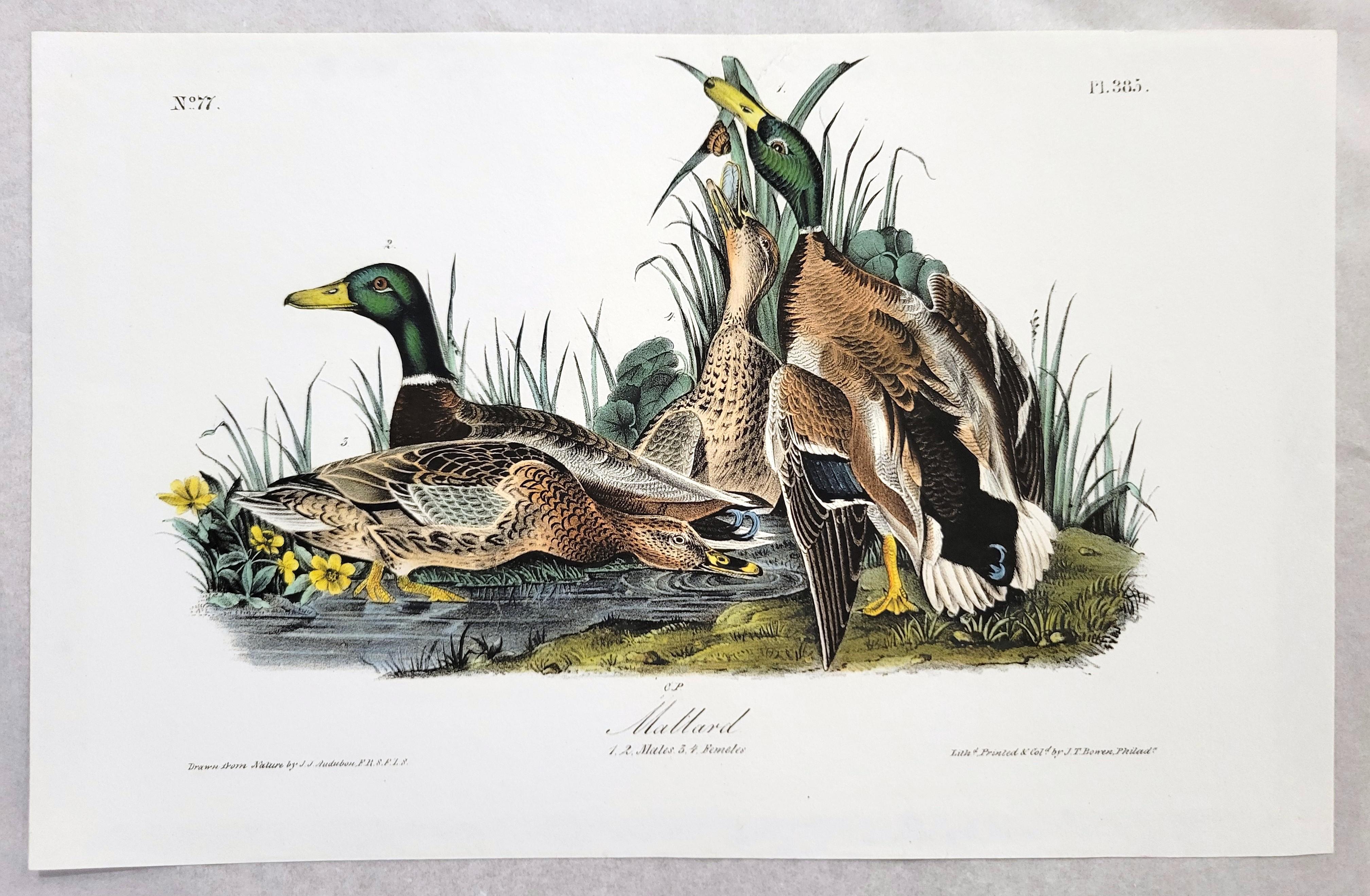 Canard colvert /// John James Audubon Canards Oiseau d'eau Ornithologie Lithographie Art en vente 2