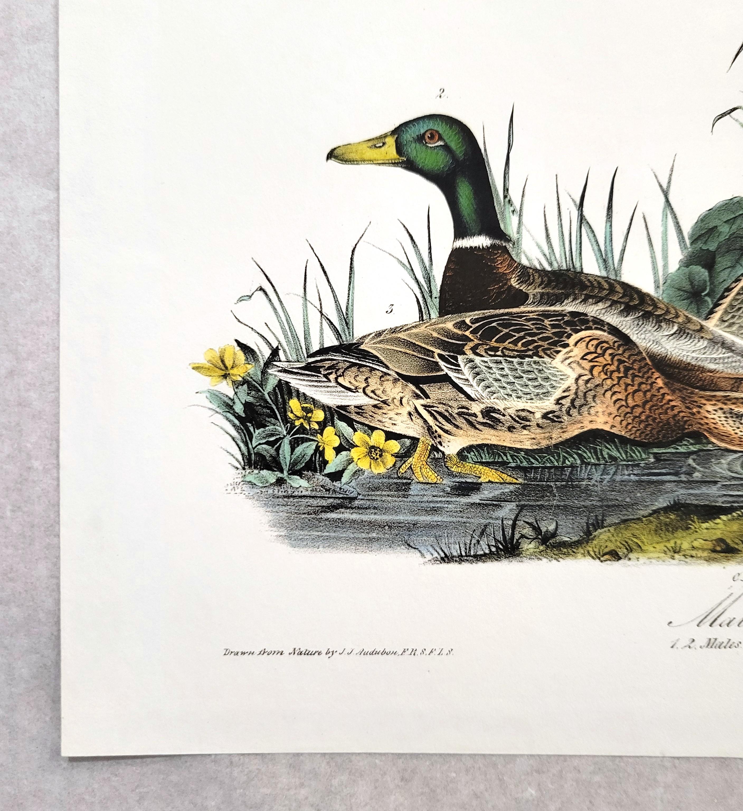 Canard colvert /// John James Audubon Canards Oiseau d'eau Ornithologie Lithographie Art en vente 3