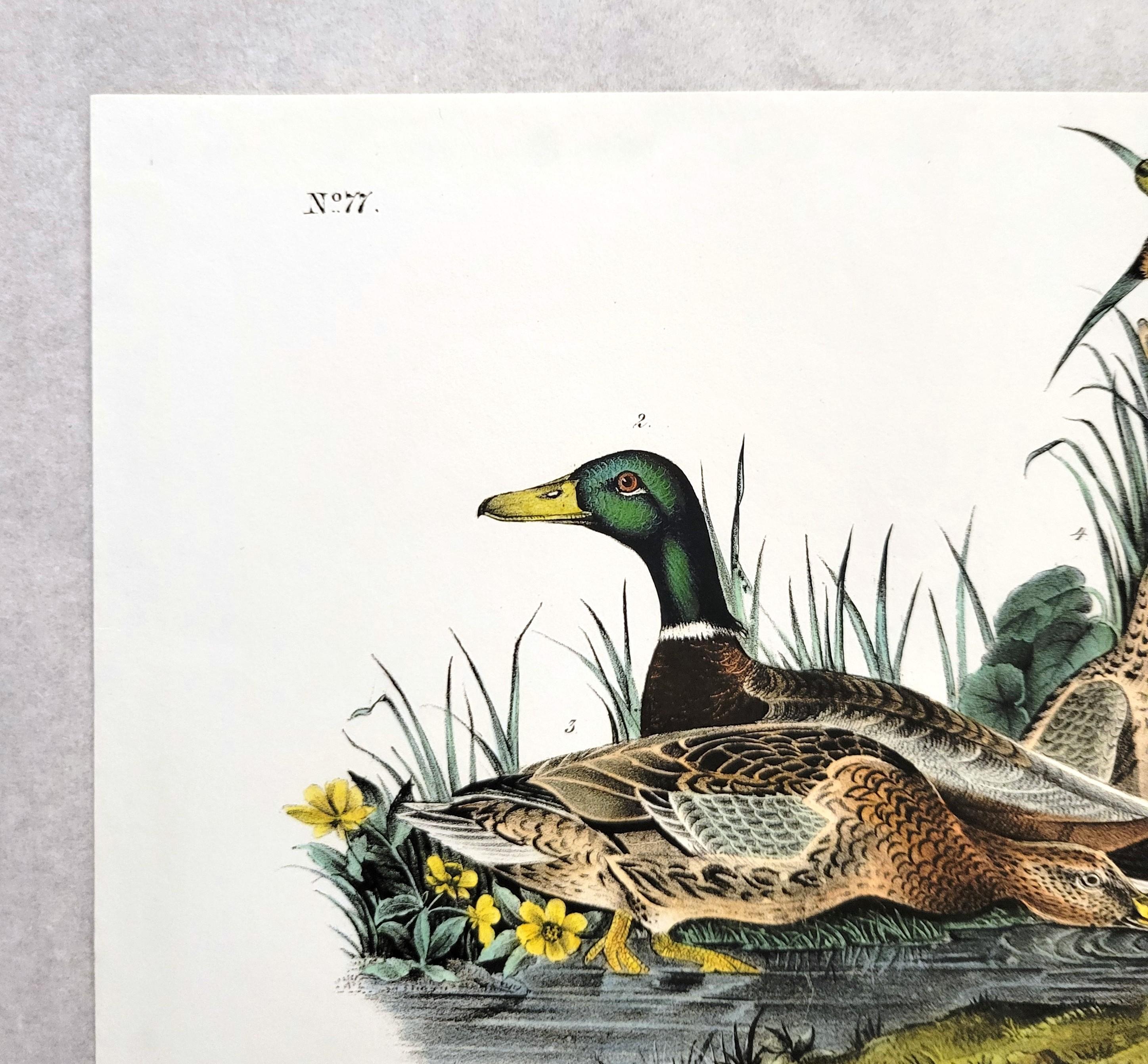 Canard colvert /// John James Audubon Canards Oiseau d'eau Ornithologie Lithographie Art en vente 4