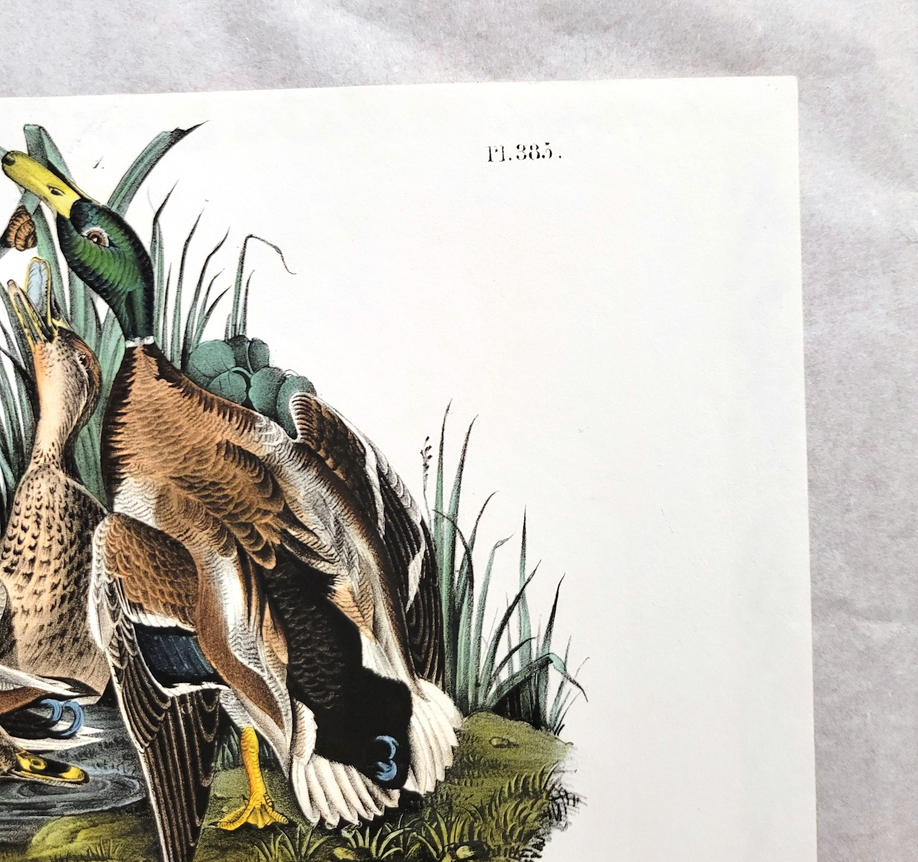 Canard colvert /// John James Audubon Canards Oiseau d'eau Ornithologie Lithographie Art en vente 5