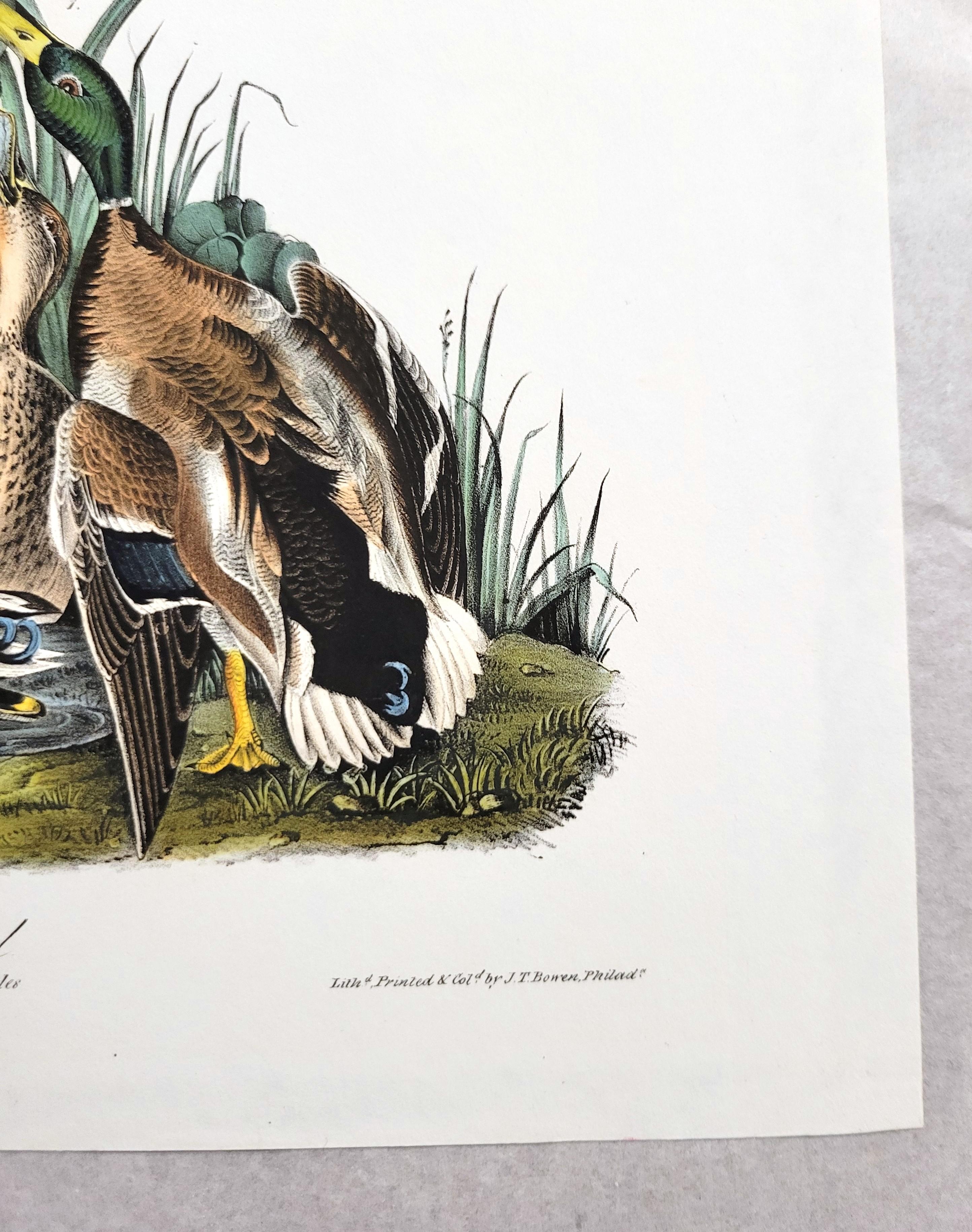 Canard colvert /// John James Audubon Canards Oiseau d'eau Ornithologie Lithographie Art en vente 6