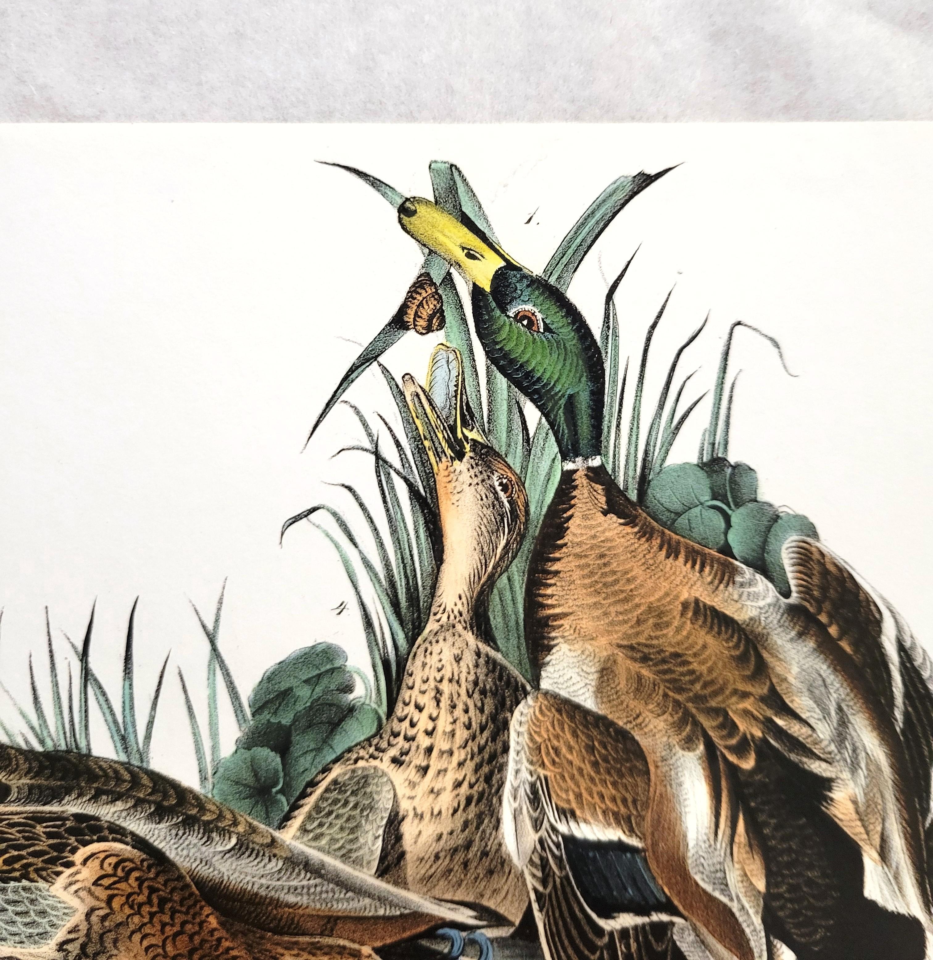 Canard colvert /// John James Audubon Canards Oiseau d'eau Ornithologie Lithographie Art en vente 7