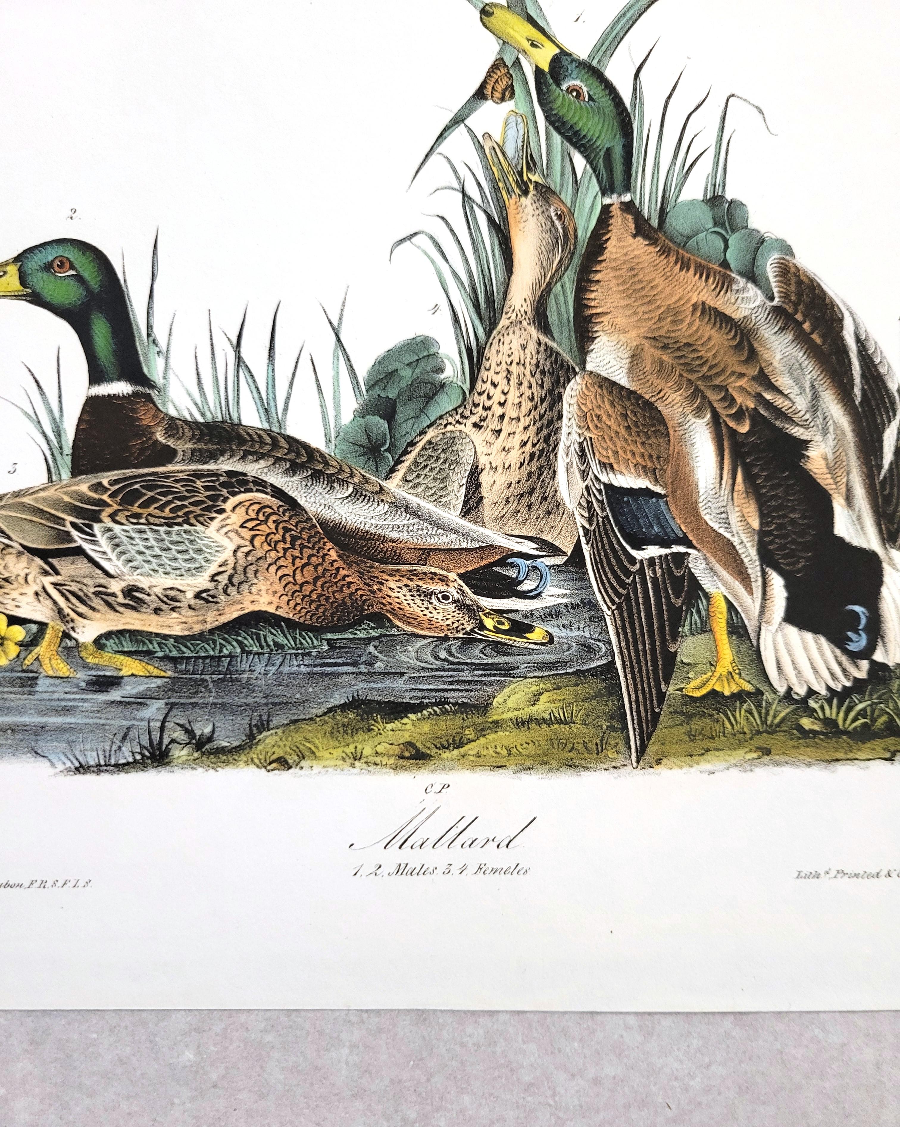 Canard colvert /// John James Audubon Canards Oiseau d'eau Ornithologie Lithographie Art en vente 8