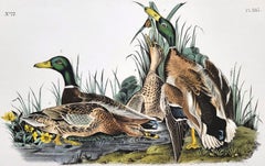 Dipingere stampe di animali