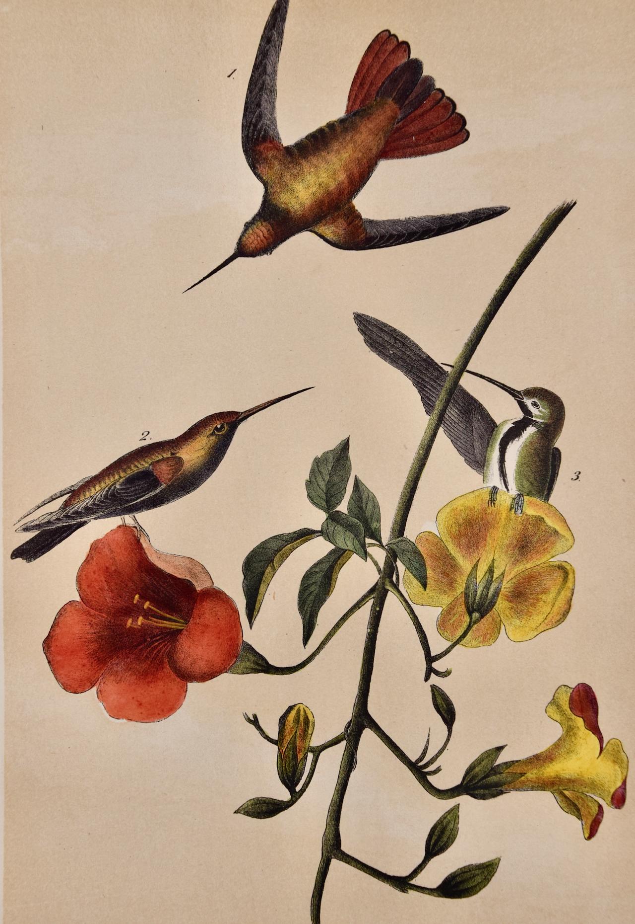 Mango Hummingbirds: An Original 19th C. Audubon Hand-colored Bird Lithograph - Print by John James Audubon