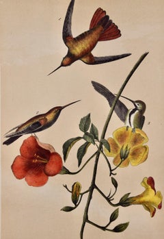 Mango Hummingbirds: An Original 19th C. Audubon Hand-colored Bird Lithograph