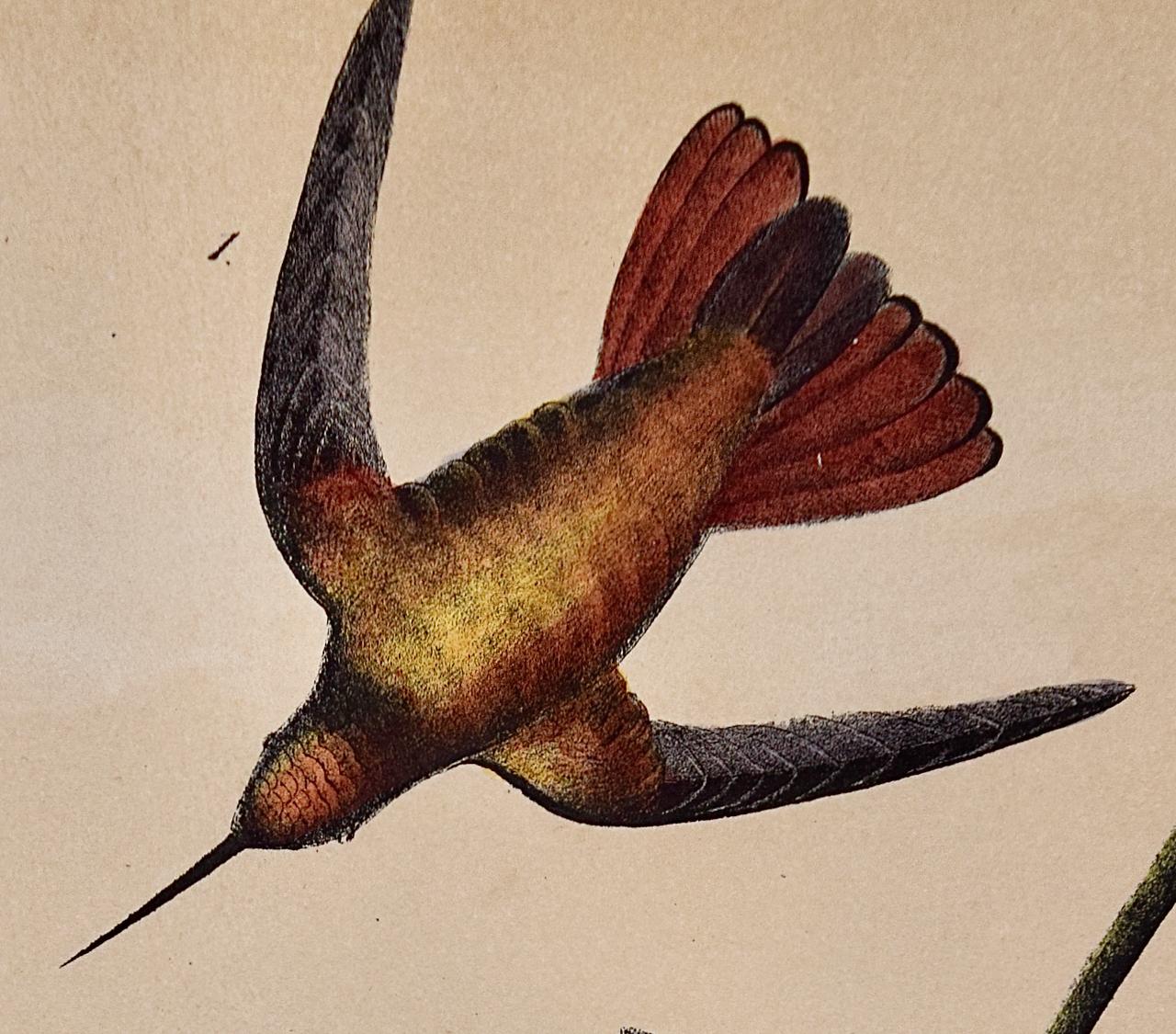 Mango Hummingbirds: Eine originale handkolorierte Vogellithographie von Audubon aus dem 19. Jahrhundert (Naturalismus), Print, von John James Audubon
