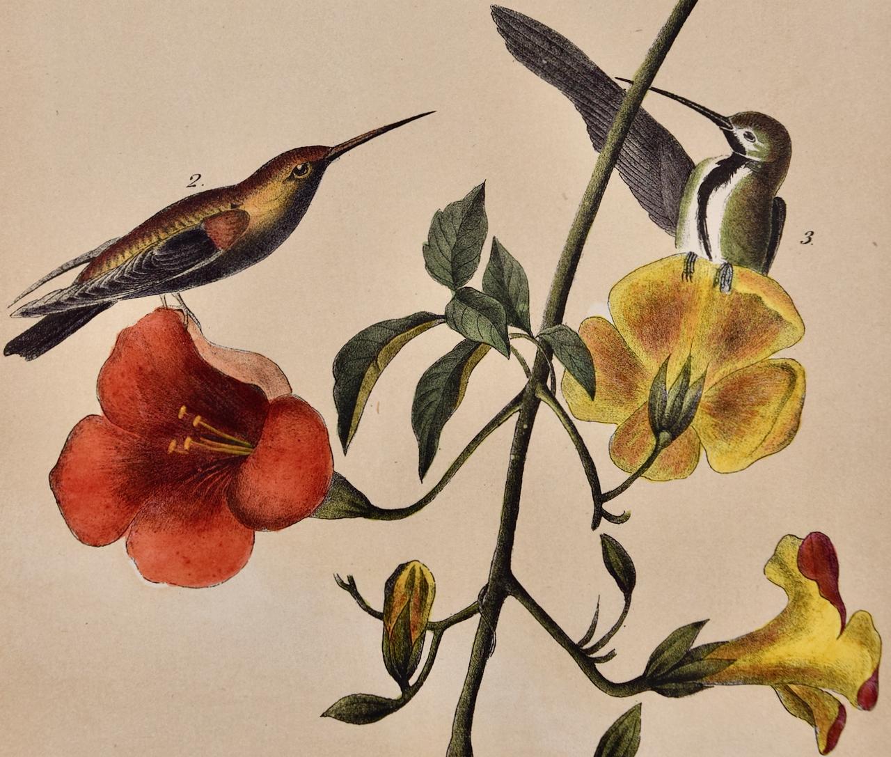 Mango Hummingbirds: Eine originale handkolorierte Vogellithographie von Audubon aus dem 19. Jahrhundert (Braun), Animal Print, von John James Audubon