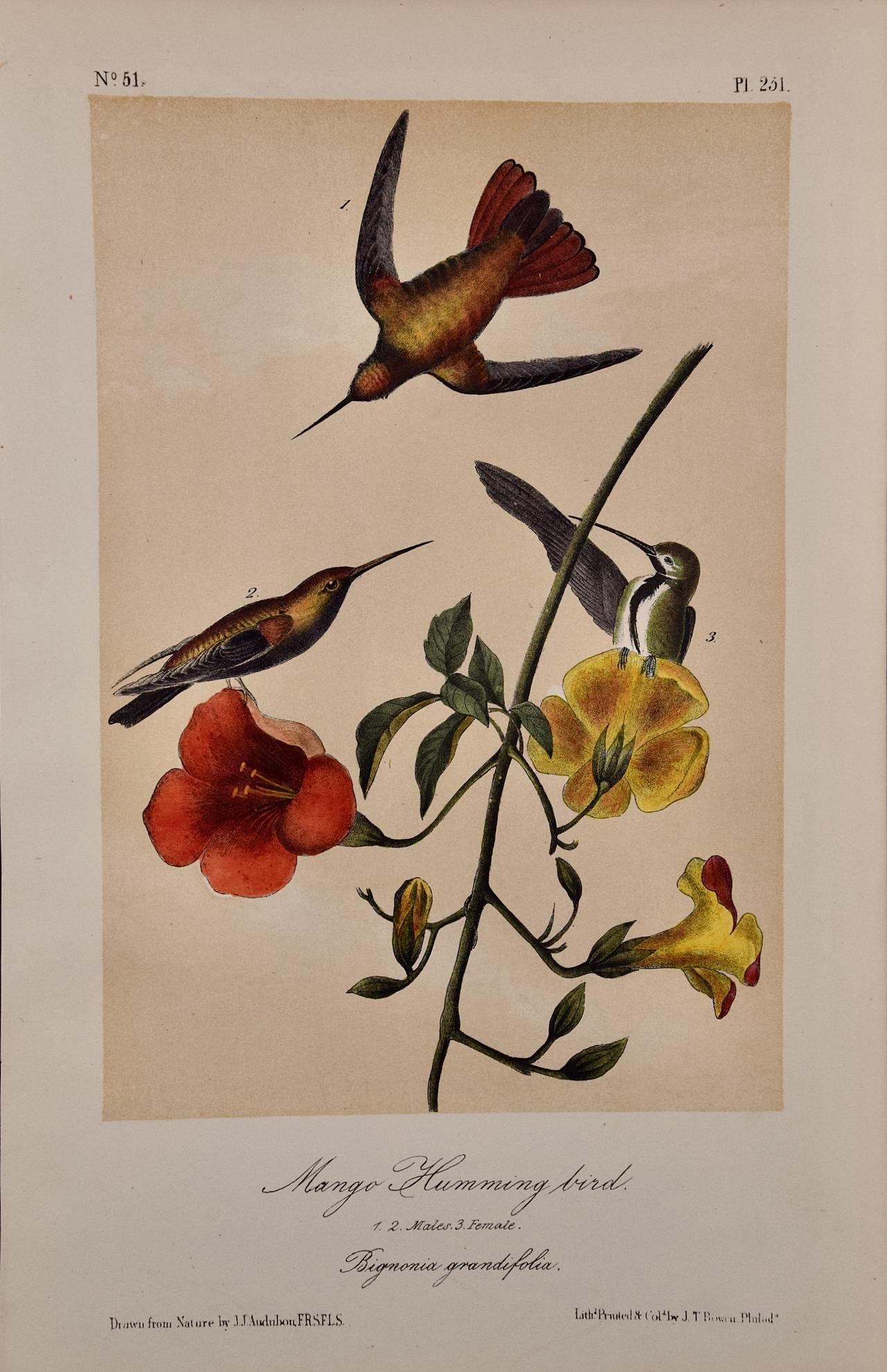 John James Audubon Animal Print – Mango Hummingbirds: Eine originale handkolorierte Vogellithographie von Audubon aus dem 19. Jahrhundert