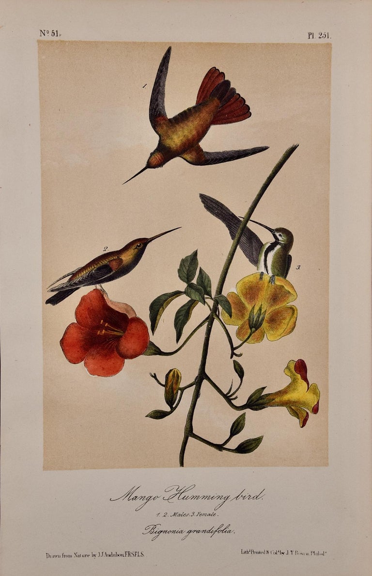 John James Audubon Mango Hummingbirds An Original 19th C. Audubon