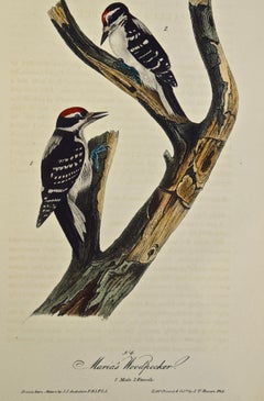 "Maria's Woodpecker", an Original First Edition Audubon Hand Colored Lithograph