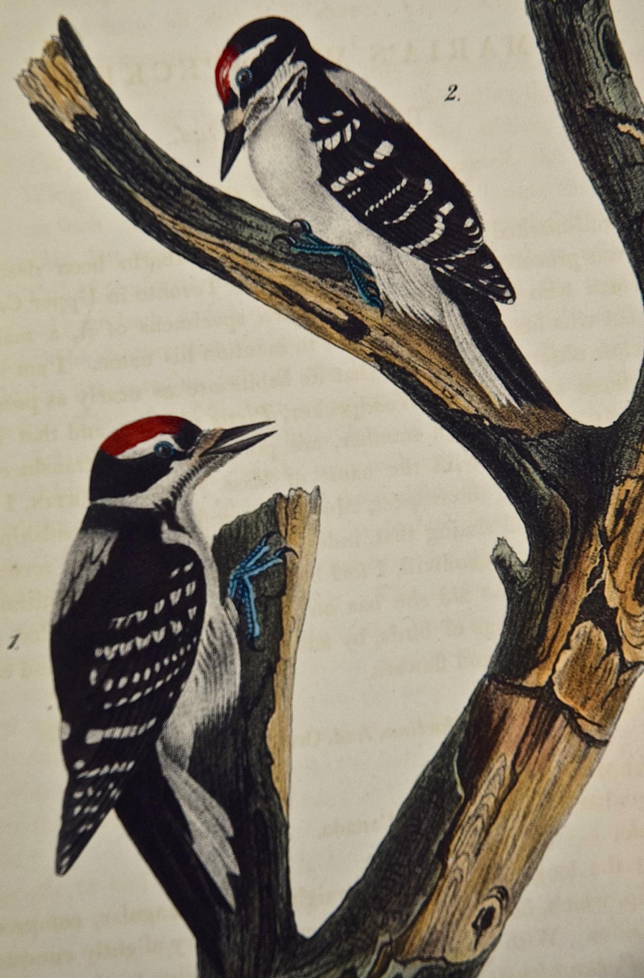 audubon woodpecker