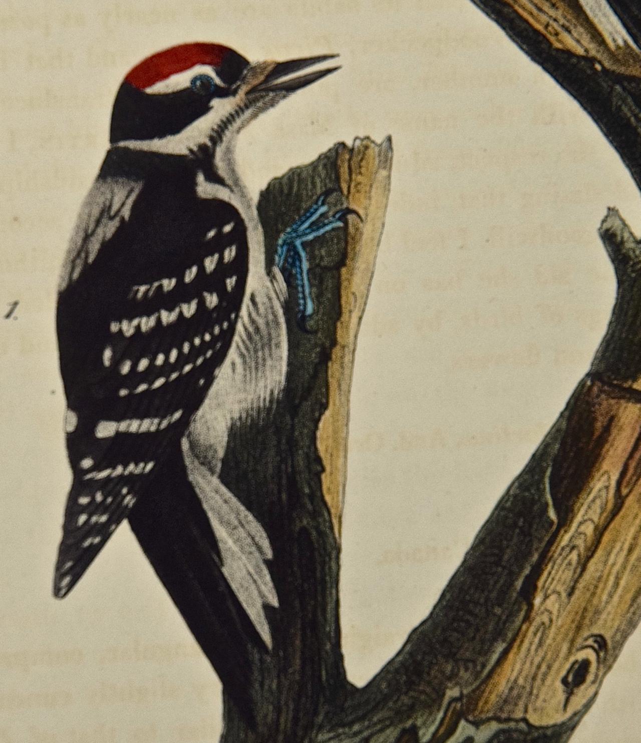 royal woodpecker