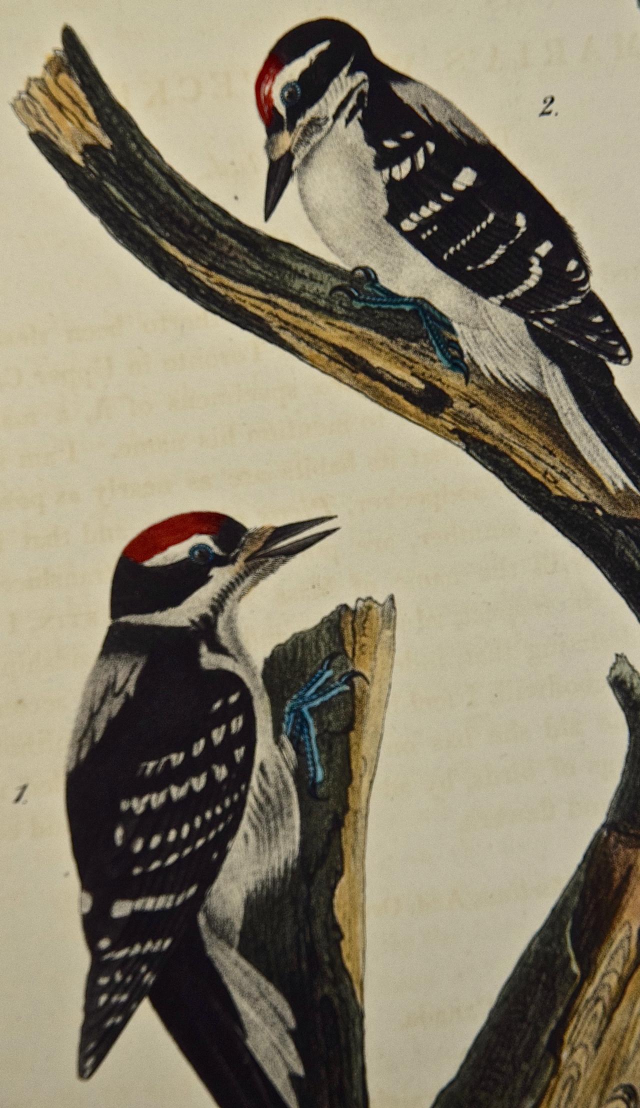 woodpecker prints