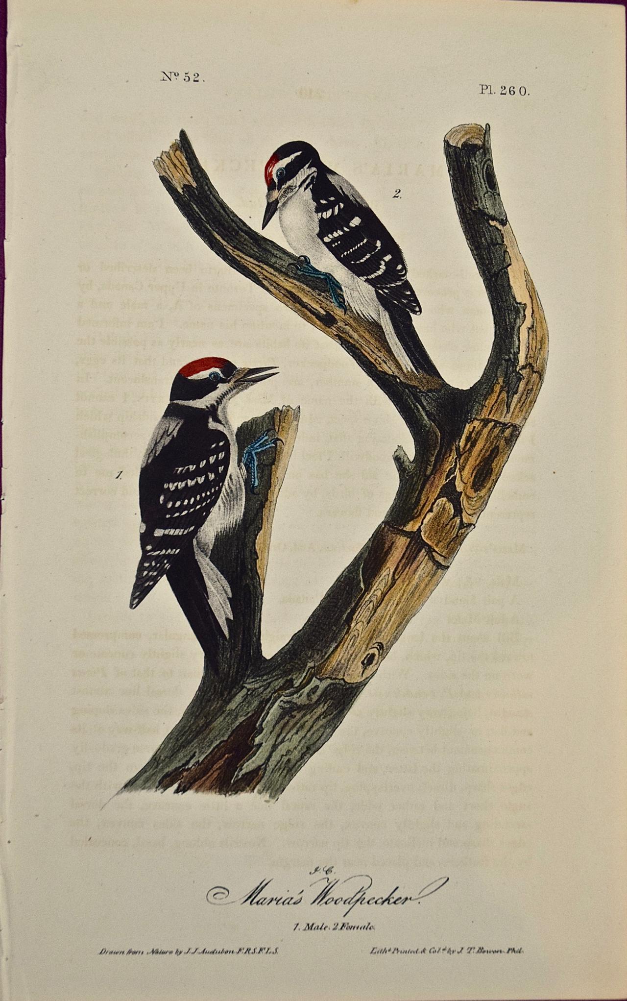 John James Audubon Landscape Print - "Maria's Woodpecker", an Original First Edition Audubon Hand Colored Lithograph 