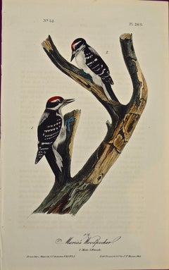 "Maria's Woodpecker", an Original First Edition Audubon Hand Colored Lithograph