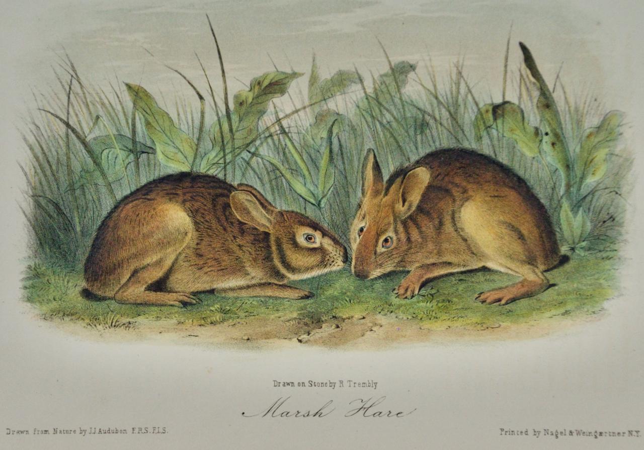 Marsh Hare : Original 19th Century 1st Octavo Ed. Lithographie colorée à la main d'Audubon - Print de John James Audubon