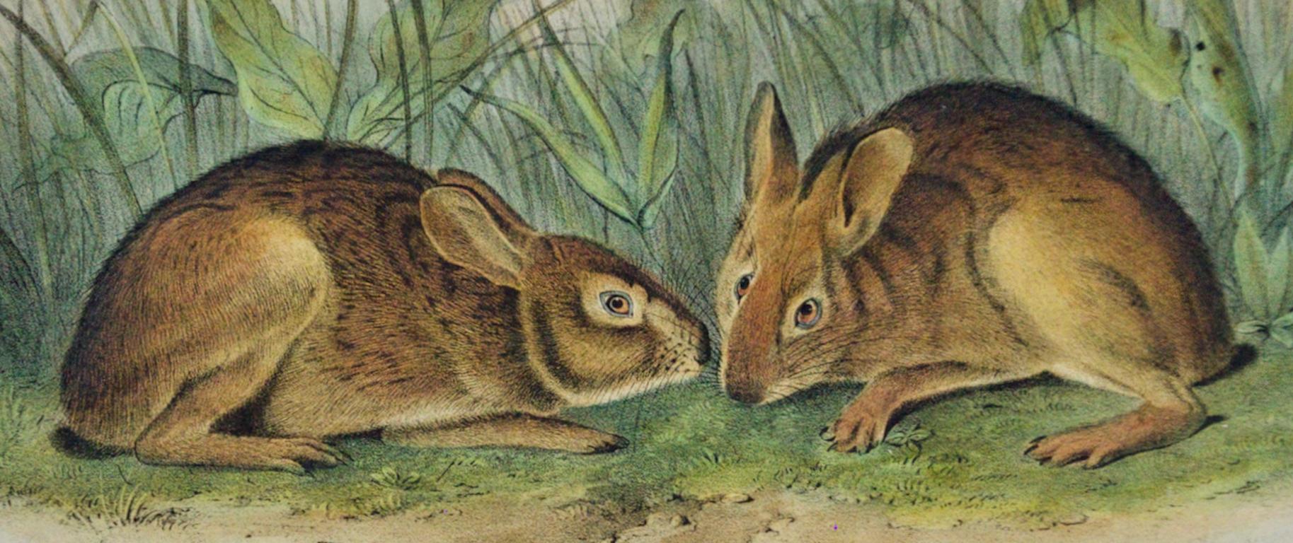 Marsh Hare : Original 19th Century 1st Octavo Ed. Lithographie colorée à la main d'Audubon - Naturalisme Print par John James Audubon