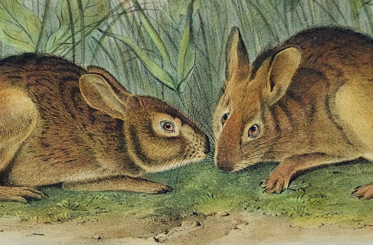 Marsh Hare : Original 19th Century 1st Octavo Ed. Lithographie colorée à la main d'Audubon - Gris Animal Print par John James Audubon