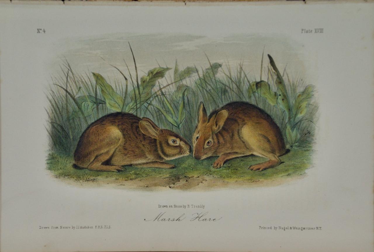 Animal Print John James Audubon - Marsh Hare : Original 19th Century 1st Octavo Ed. Lithographie colorée à la main d'Audubon
