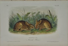 Marsh Hare: Original 19th Century 1st Octavo Ed. Audubon Hand-colored Lithograph