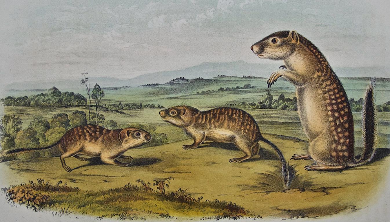 Mexican Marmot Squirrel: Original 19th Cent. Hand-colored Lithograph by Audubon - Print by John James Audubon