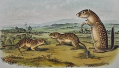 Mexican Marmot Squirrel: Original 19th Cent. Hand-colored Lithograph by Audubon