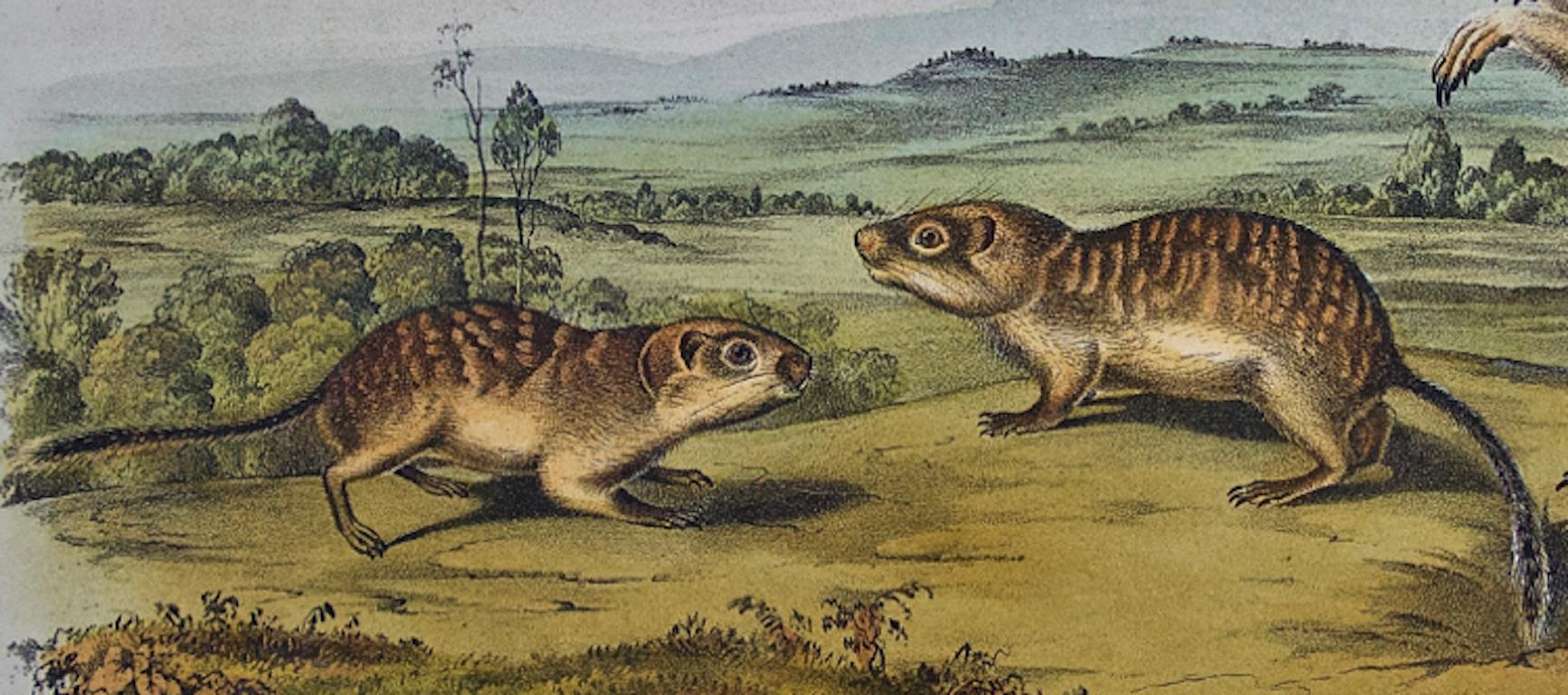 Mexican Marmot Squirrel: Original 19th Cent. Hand-colored Lithograph by Audubon - Beige Animal Print by John James Audubon
