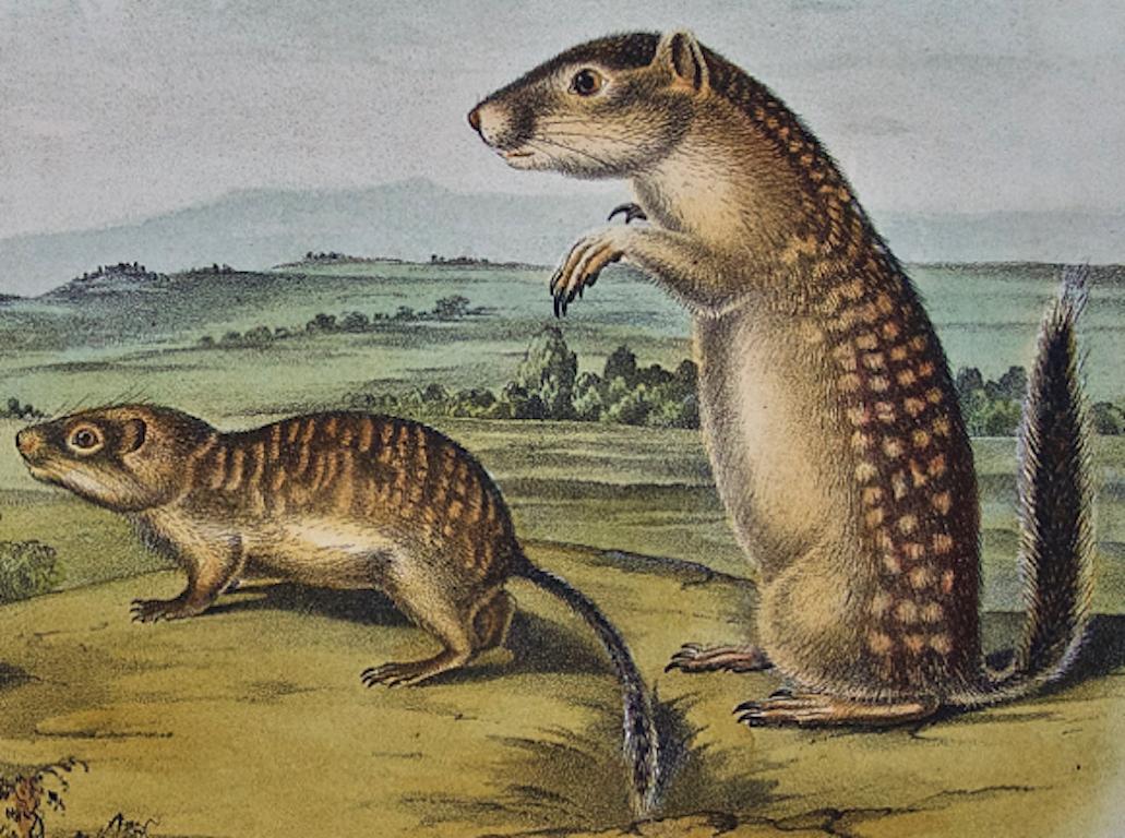 This is an original John James Audubon hand-colored lithograph entitled 