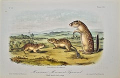 Mexican Marmot Squirrel: Original 19th Cent. Hand-colored Lithograph by Audubon